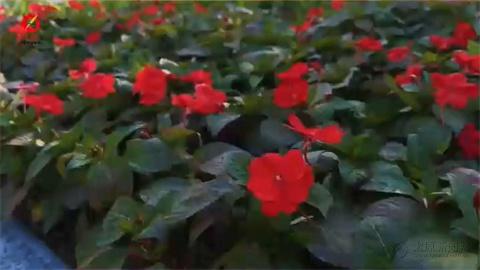 三晉第一街｜迎澤大街：綠色空間之柳園